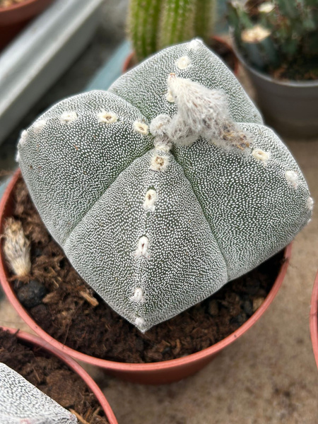 Astrophytum myriostigma 'Quadricostatum Ball'