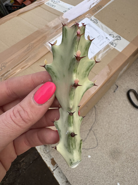 Euphorbia lactea 'White Ghost'