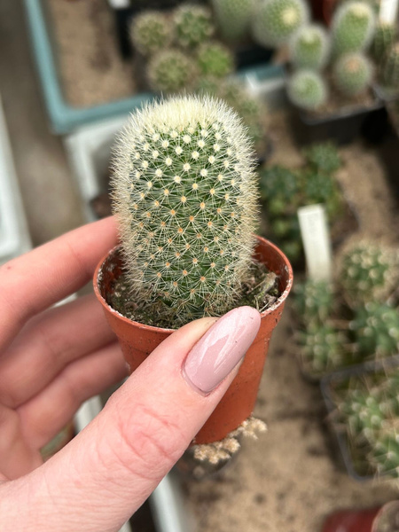 Mammillaria pilcayensis