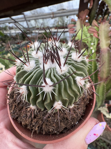 Stenocactus lamellosus