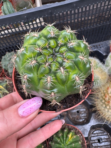 Gymnocalycium baldianum 'Variegata'