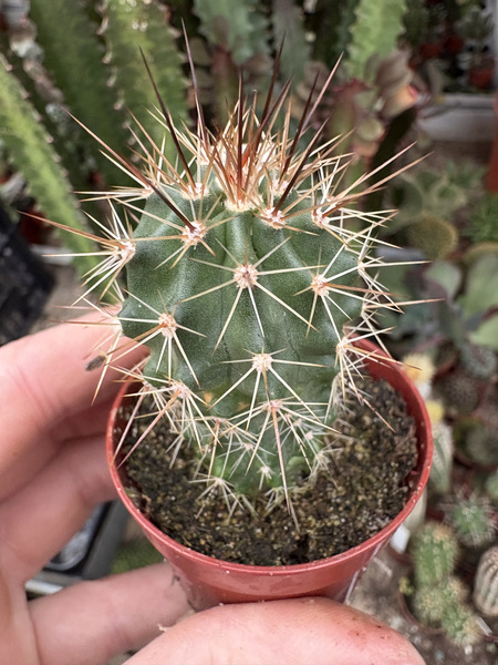 Echinocereus coccineus x Echinocereus roemeri