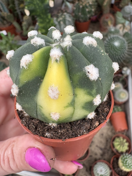 Echinopsis subdenudata 'Variegata'