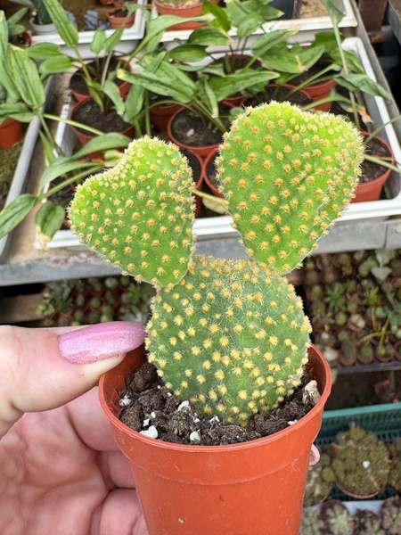 Opuntia microdasys v.aurantiaca 'Cristata'