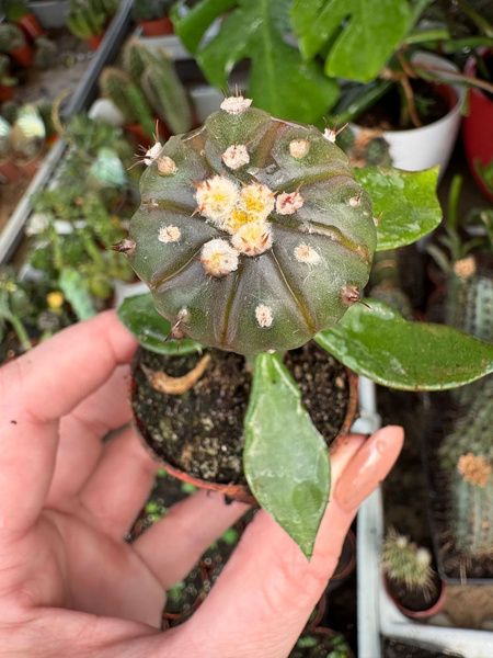 Astrophytum asterias 'Nuda Purple'