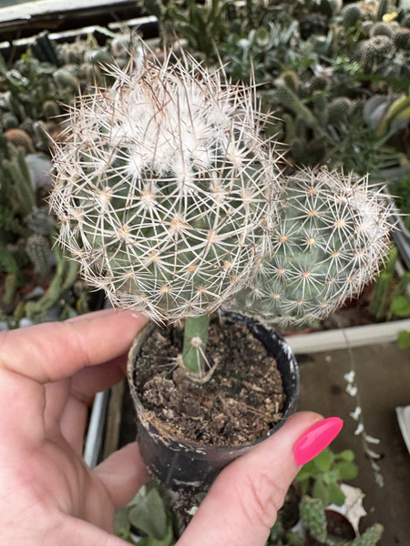 Gymnocactus beguinii var. senilis