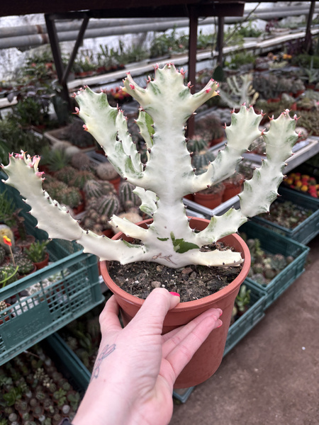 Euphorbia lactea 'White Ghost' BIAŁY DUCH Wilczomlecz mleczny