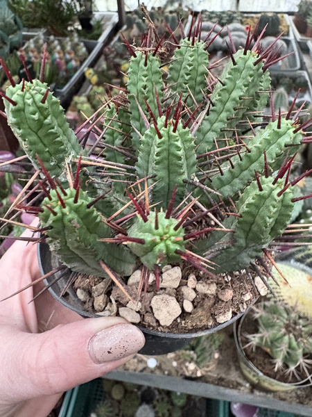 Euphorbia enopla