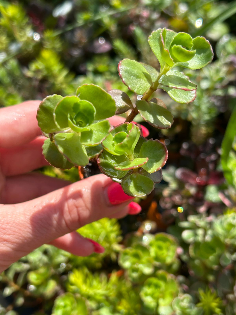 Rozchodnik SunSparkler 'Lime Zinger' Succulents \ Sedum Frost