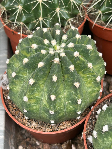 Echinopsis subdenudata 'Variegata'