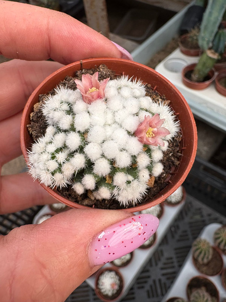 Mammillaria gracilis 'Oruga Alba'