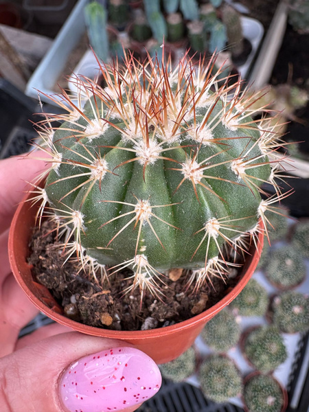 Melocactus disciformis