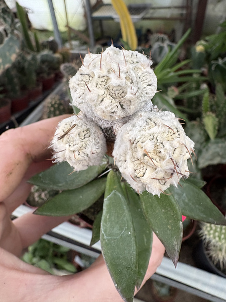 Astrophytum myriostigma 'Onzuko White'