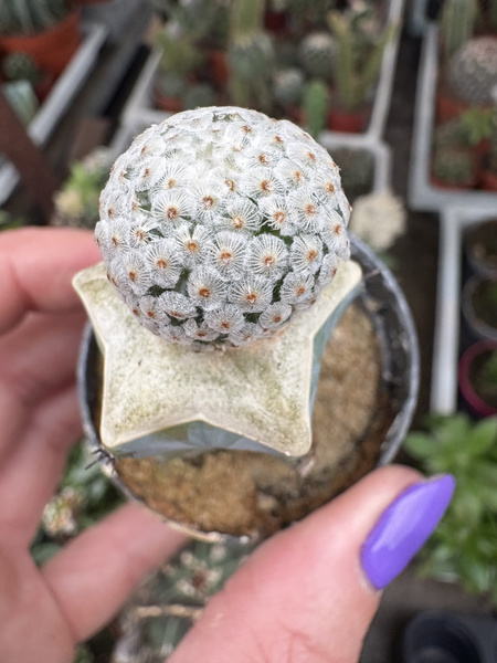 Mammillaria breviplumosa