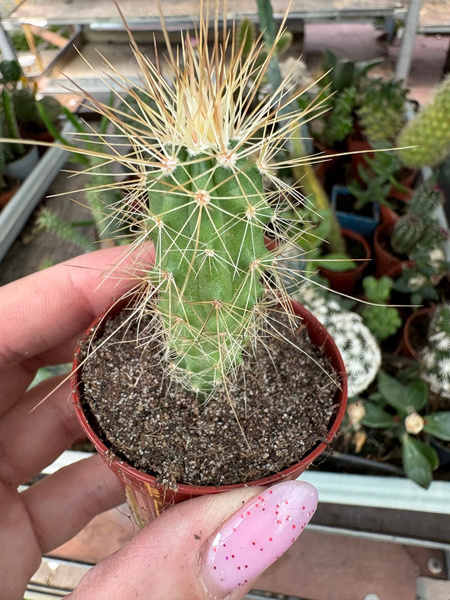 Echinocereus delaetii