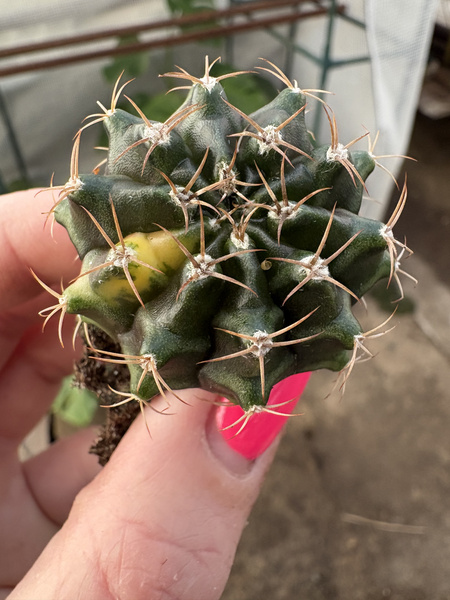 Gymnocalycium mihanovichii 'Variegata'