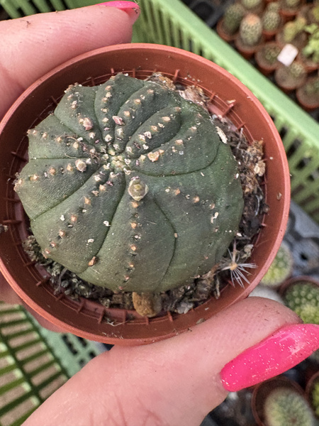 Euphorbia symmetrica 'Monstruosa' SPECJAL