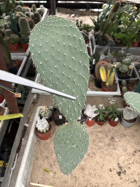 Opuntia amyclaea