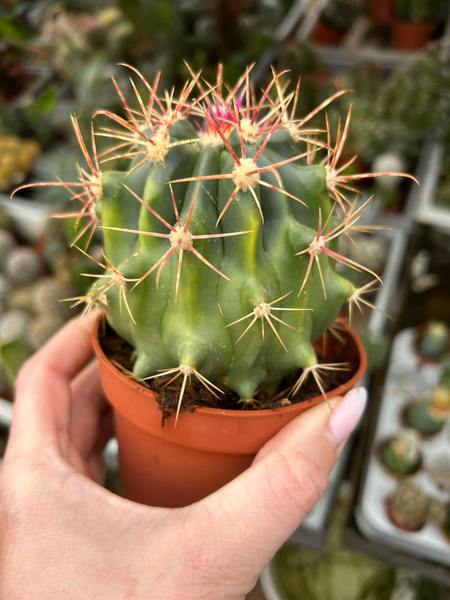 Ferocactus fordii 'Variegata'