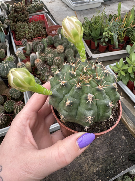 Gymnocalycium anisitsii