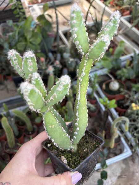 Hylocereus trigonus x Cereus peruvianus