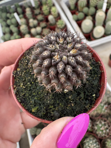 Eriosyce heinrichiana