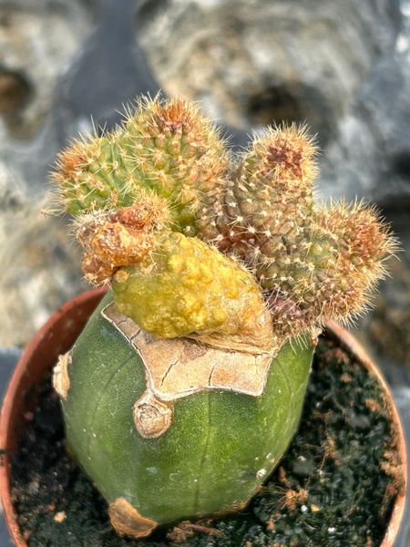 Echinopsis schickendantzii 'Monstruosa Variegata'