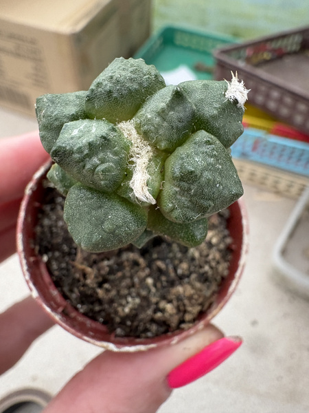 Ariocarpus fissuratus v.lloydii