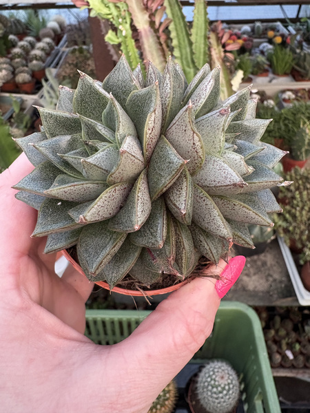 Echeveria purpusorum 'Dichotoma'