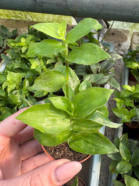 Tradescantia fluminensis 'Aurea' (Trzykrotka)