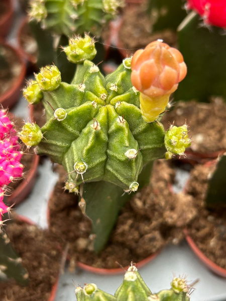 Gymnocalycium mihanovichii 'Hibotan Green'