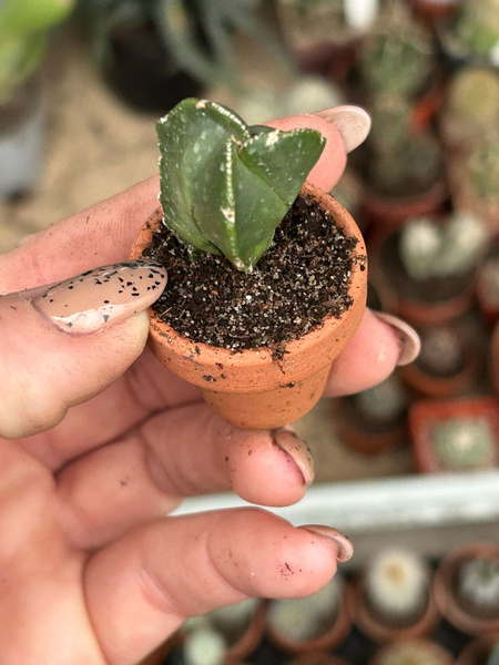 Astrophytum myriostigma 'Trigona Nuda'