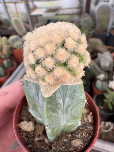 Echinocactus grusonii 'Monstruosa'