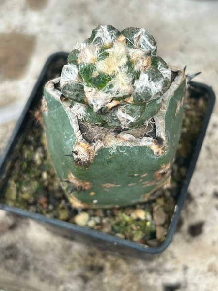 Ariocarpus fissuratus v.hintonii