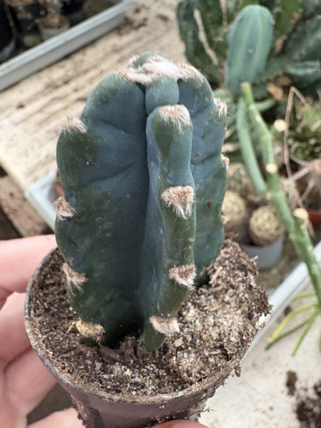 Cereus forbesii 'Inermis'