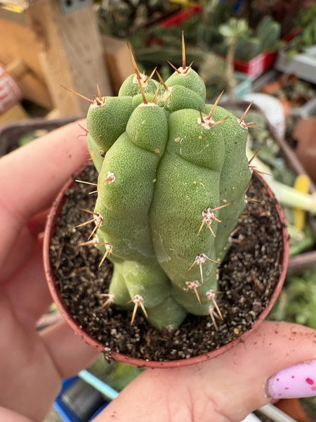 Trichocereus pachanoi 'Monstruosa'