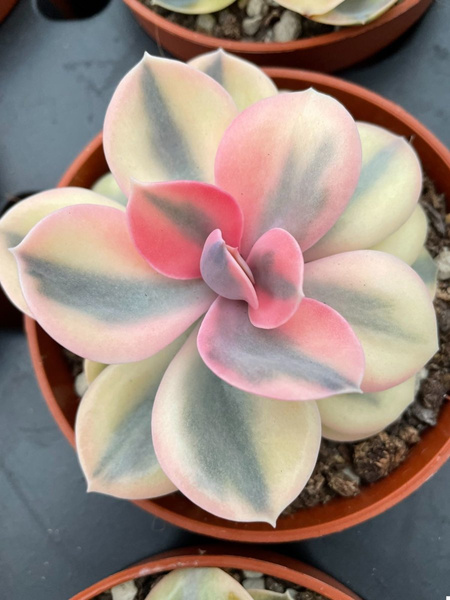 Echeveria cv. 'Rainbow'