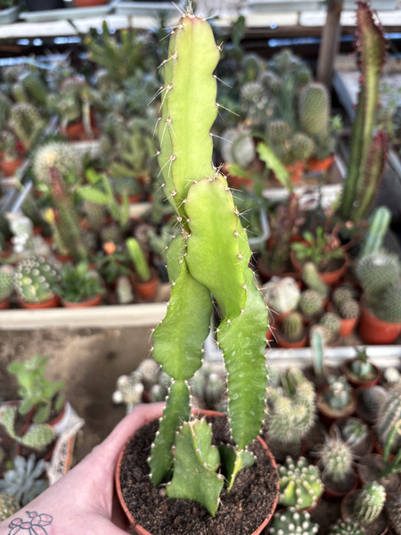 Hylocereus undatus smoczy owoc