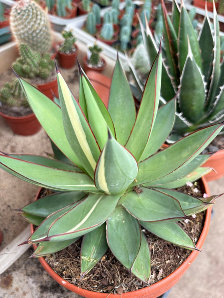 Agave 'Red Edge Vareiagata'
