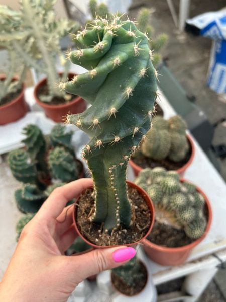 Cereus peruvianus 'Spiralis'