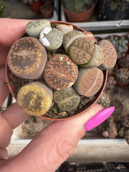 Lithops GRUPA siewek