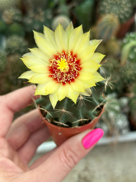 Hamatocactus setispinus v.brevispinus