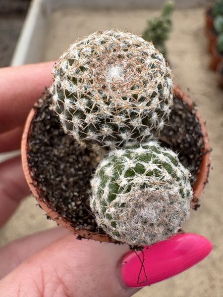 Thelocephala challensis