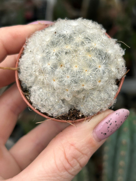 Mammillaria plumosa