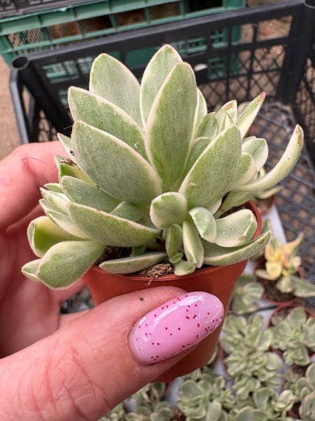 Crassula atropurpurea v.muirii 'Variegata' (Moneymaker) MINIMA
