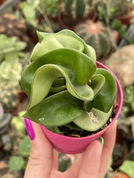 Hoya carnosa 'Compacta'