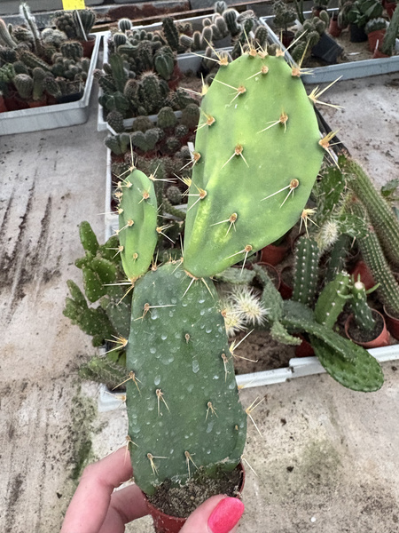 OPUNTIA DILLENII