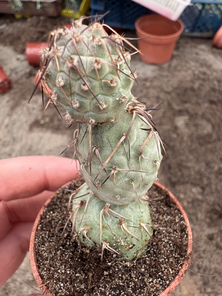 Tephrocactus geometricus v.minimus