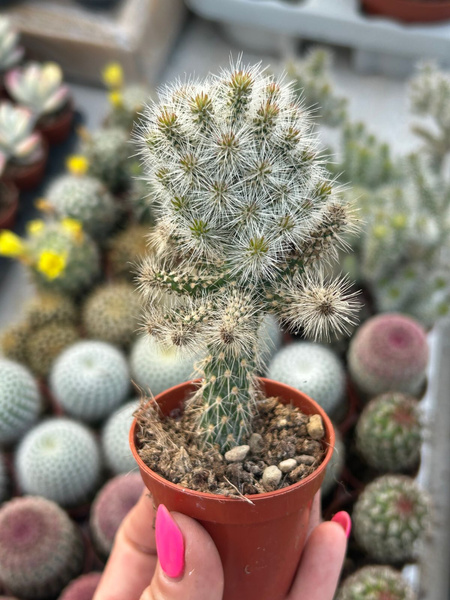 Cylindropuntia imbricata subsp. spinosior 'Monstruosa'