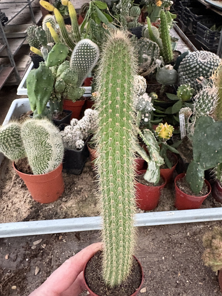 Borzicactus samaipatanus